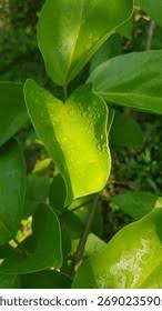 Image result for Premna mooiensis