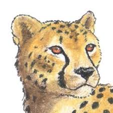 We're learning how to draw them today! How To Draw A Cheetah Color Youtube