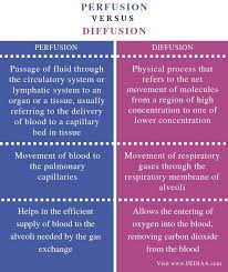 What Is The Difference Between Perfusion And Diffusion Pediaa Com