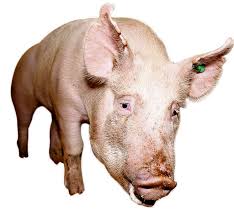 Genetic modification involves making changes to an organism's genes to give it new traits that wouldn't occur in nature or to eliminate undesirable traits. Opinion Don T Be Afraid Of Genetic Modification The New York Times