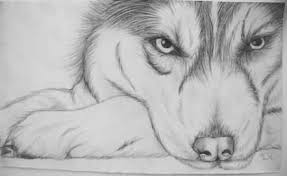 Latest pencil drawings addition on our drawing sketches page. 64 Ideas For Drawing Pencil Sketches Cool Husky Drawing Pencil Drawings Of Animals Animal Drawings