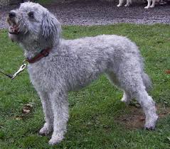 Mudi dogs for adoption in usa, page 1 (10 per page) puppyfinder.com is proud to be a part of the online adoption community. Pumi Dog Wikipedia