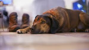 Company recalls shipments of dog food after reports that from www.pinterest.com. Harsh Truths And Difficult Choices The Reality Of Behavioral Euthanasia Dr Jen S Dog Blog
