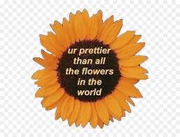 Sunflower Motivation Quotes Love Life Pretty Yellow Sunflower Aesthetic Quotes Transparent Hd Png Download Vhv