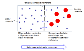 What Is Osmosis