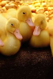 Black And Yellow Duckling Yellow Ducklings With Pink Beaks And Black Eyes Adorable Want To Just Grab Them And Oh So Cute Refere Animals Beautiful Animals Cute Animals