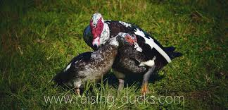 Only two species of ducks have been domesticated: 10 Effective Ways To Sex Your Muscovy Duck With Pictures Raising Ducks