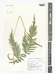 Image result for Pteris dentata