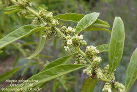 Image result for Polystachya melanantha