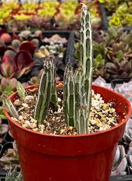 Image result for Senecio sp.no.4