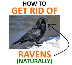 The linn county master gardeners will check the ph of your soil free of charge. How To Get Rid Of Ravens From Your Home Naturally Bugwiz