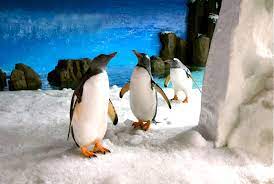 There are also opportunities in melbourne to see captive king and gentoo penguins at the melbourne aquarium. Individuelles Erlebnis Mit Dem Penguin Passport Im Sea Life Melbourne Aquarium
