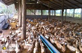 Kandang postal inilah tipe kandang bebek petelur yang sangat berbeda dengan tipe kandang baterai. Peluang Usaha Dan Tips Penting Ternak Bebek Petelur Bukukas