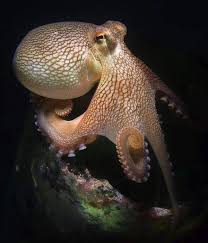Octopus 86 Octopus Beautiful Sea Creatures Sea Animals