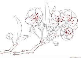 How To Draw A Cherry Blossom Step By Step Drawing Tutorials For Kids And Beginners Flower Drawing Tutorials Cherry Blossom Drawing Flower Drawing