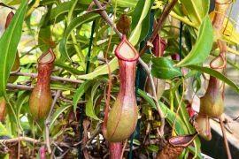 Image result for Panicum pansum