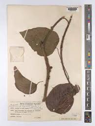 Image result for Caloncoba