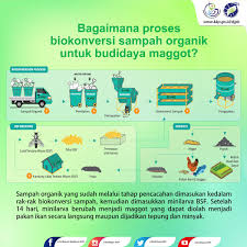 Bsf maggot ability devouring organic waste is so fantastic, maggot trash bsf able to spend as much as twice the weight of his body. à¦Ÿ à¦‡à¦Ÿ à¦° Budidaya Kkp Djpb Hai Sobatbudidaya Kkpgoid Yuk Cari Tau Tentang Maggot Salah Satu Pakan Alternatif Untuk Budidaya Ikan Apa Sih Keuntungannya Dan Bagaimana Proses Biokonversi Sampah Organik Untuk Budidaya Maggot Edhy Prabowo