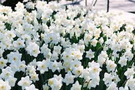 Maybe you would like to learn more about one of these? 5 Reasons To Visit The Central Park Conservatory Garden In Spring York Avenue