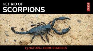Found A Scorpion In The House Its Time To Get Rid Of Scorpions There Are Several Different Types But All Them Wi Scorpion Natural Pest Control Home Remedies
