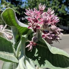 Image result for Asclepias schumanniana