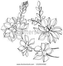 Stock Vector Vector Jungle Botanical Succulent Flower Wild Spring Leaf Isolated Black And White Eng Tattoos For Women Flowers Jungle Tattoo Elephant Tattoos