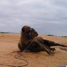 9 september at 08:00 ·. Joe S Camels Posts Facebook