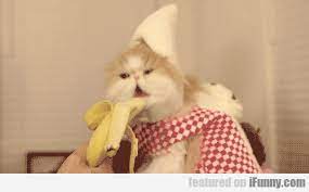 A Cat In A Banana Hat Eating A Banana Banana Cat Funny Animals Funny Gif