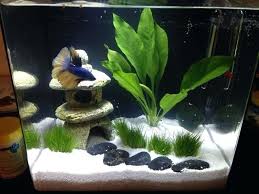 Pin By Patricia Turner On I Want A Betta Fish In 2020 Fish Tank Themes Fish Tank Decorations Betta Fish Tank