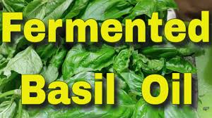 The nice thing about these is the oil. Making Basil Infused Olive Oil How To Preserve Fresh Basil From Your Garden Youtube