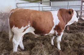 Simmental Bulls For Sale - orderlivestock.com 