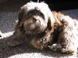 Chocolate Sable Color Changes Havanese Puppies Havanese Dogs Puppy Facts