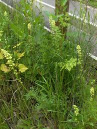 Image result for Resedaceae