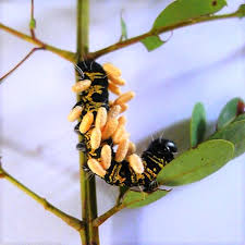 Image result for Petersianthus macrocarpus