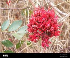 Image result for Schotia capitata