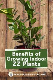Growing Indoor Zz Plants For Health Benefits Plants Zz Plant Plant Benefits