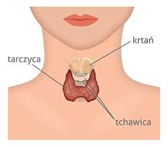 Termin ten nie obejmuje skutków nadmiaru hormonów tarczycy, co określamy mianem tyreotoksykozy. Niedoczynnosc Tarczycy Przyczyny Objawy I Leczenie Endokrynologia Medycyna Praktyczna Dla Pacjentow