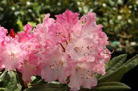 4 more photos view gallery. Ten Top Rhododendrons To Grow In Your Yard Hgtv