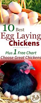 the 10 best egg laying chickens