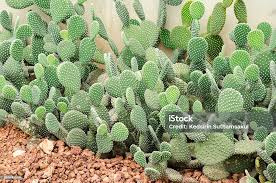 Image result for Cactaceae