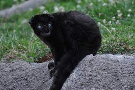 Blue Eyed Black Lemur The Blue Eyed Black Lemur Is Currently One Of The World S 25 Most Endangered Primates The Main Threat To The Blue Eyed Black Lemu Zhivotnye