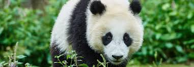 Awesome animal facts and information delivered direct to your inbox. Panda Symbolism Dreams And Messages Spirit Animal Totems