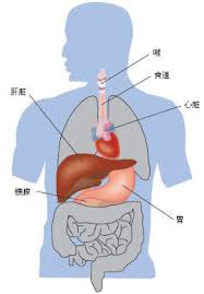 Identify your right clavicle (collar bone) just below your neck (2). Where Is Your Liver Medsinglong