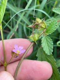 Image result for Melochia melissifolia