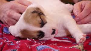 And doesn't fund puppy mills the $200 to $300 you might pay is a fraction of what you would pay for a dog from a breeder, and there is a great value that comes with adopting, as. Douglas County Ga Humane Society