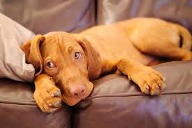 Find your new companion at nextdaypets.com. Vizsla Dog Breed Information