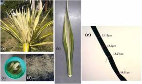 Image result for Aristida stenostachya