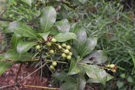 アセビ 馬酔木 庭木図鑑 植木ペディア
