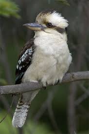 Laughing Kookaburra Dacelo Novaeguineae Is A Carnivorous Bird In The Kingfisher Family Eastern Aust Australian Fauna Australian Animals Australian Wildlife