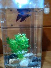 How To Take Care Of A Betta Fish Betta Fish Pet Fish Betta